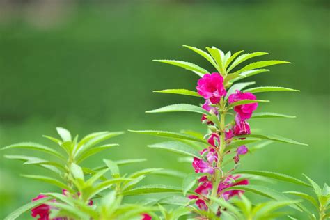 ホウセンカ 摘心|ホウセンカ（鳳仙花）とは？育て方・栽培方法